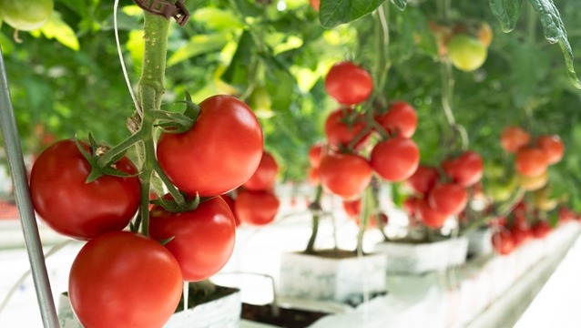 Agro Termal’de ilk hasat