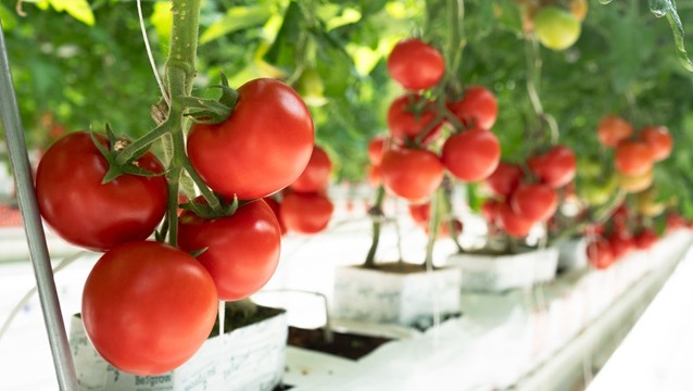 Agrotermal domatesleri Seven For Life Thermal Hotel’in sofralarında