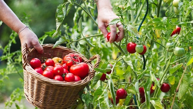 Domates ve mamulleri ihracatında hedef 650 milyon dolar
