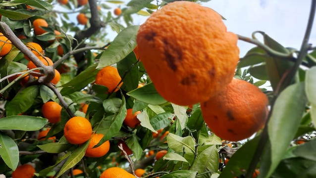 Mandalina ihracatına kırağı ve yağmur freni