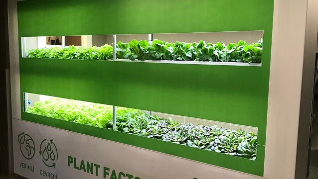 MSA ve Plant Factory  dikey tarımda bir ilke imza atıyor