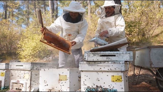 Türk Çam Balı Coğrafi İşaretle küresel yolculuğuna hazırlanıyor