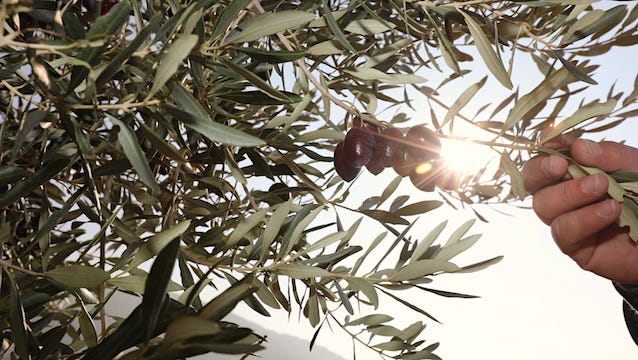 Yabani zeytin ağaçları ekonomiye kazandırılıyor