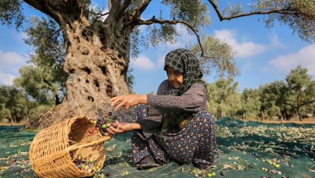 Zeytin ağacının cildimize şifası