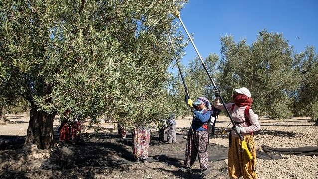  Zeytinyağı ve  Külyürü Bu Topraklarda Kuşaklar Kuşaklar Boyu Yaşasın Diye Gelenekselleşen Komili Zeytin HasadI’nın 25.’si Ayvalık’ta Büyük Coşkuyla Gerçekleştirildi