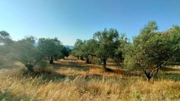 Türkiye'de Bir İlk :NFT Zeytin Ağaçları